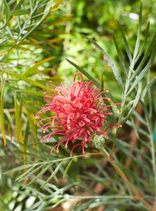 A close-up of a Grevillea 'Coastal Gem' flower with long, curled petals, surrounded by lush green, fern-like leaves in a 6" pot.