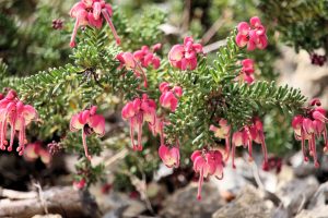 Close-up of a bush with pink and white tubular flowers and small green needle-like leaves growing among rocks, showcasing the delicate beauty of Grevillea 'Carramar Yellow' 6" Pot.