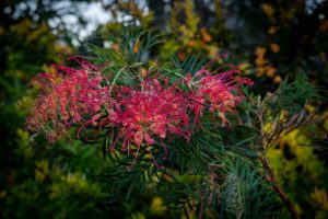 Close-up of vibrant pink Grevillea 'Lana Maree' flowers with spiky petals and green leaves in a 6" pot. This striking plant is perfect for adding color to your garden and thrives outdoors among lush foliage.