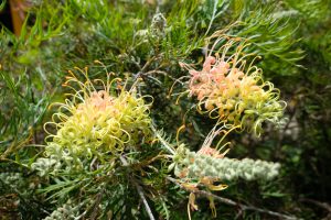 Two Grevillea 'Peaches and Cream' flowers with long, curled yellow and pink petals are blooming among green, spiky foliage.