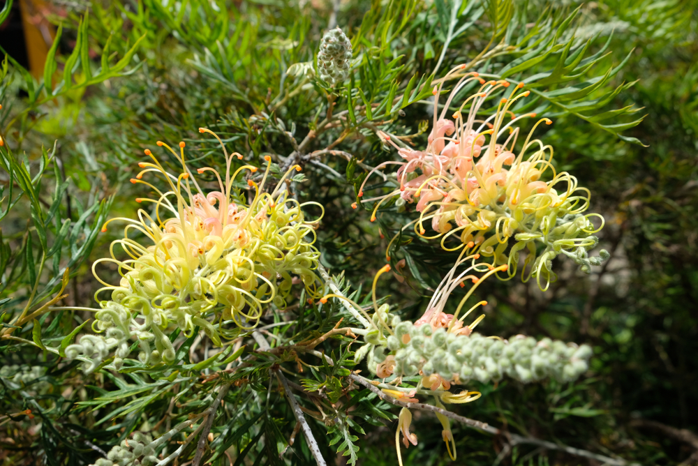 Two Grevillea 'Peaches and Cream' flowers with long, curled yellow and pink petals are blooming among green, spiky foliage.