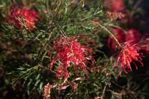Close-up of red Grevillea flowers with long, thin petals and green foliage in the background, featuring vibrant blooms similar to Grevillea 'Yamba Sunshine' 6" Pot.