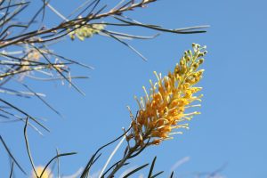 A yellow Grevillea 'Yamba Sunrise' flower with long, thin petals and green leaves is set against a clear blue sky.