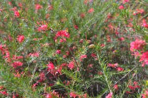 Dense green foliage with numerous thin, pointed leaves and clusters of small, bright pink-red flowers throughout the shrub.