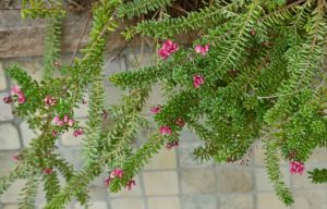 Green leafy branches of Grevillea 'Big Foot' 6" Pot (Copy) with small, clustered pink flowers hang over a tiled stone surface.