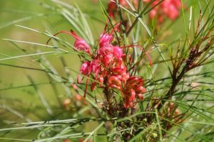 Close-up of Grevillea 'Pinaster Compact' in a 6" pot, showcasing pink blooms and slender green leaves against a softly blurred green backdrop.