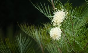 Two cream-colored Grevillea 'White Plume Grevillea' flowers with spiky petals bloom among slender green leaves, set against a dark background.