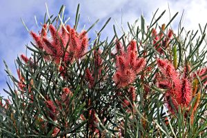 A close-up of Hakea 'Sea Urchin Hakea' 6" Pot shows long, narrow green leaves and dense clusters of pink-red flowers set against a partly cloudy sky.