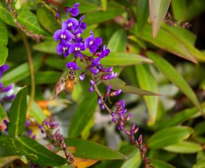A bee hovers near a stem of small purple Hardenbergia 'Royal Flush' flowers in a 6" pot, surrounded by lush green leaves.