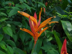 Orange and red heliconia flower with green-tipped petals, surrounded by lush green foliage.
