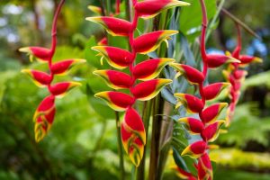 Close-up of vibrant red and yellow Heliconia rostrata 'Parrots Beak' blooms hanging from green stems in lush foliage—ideal for growing in a 12'' pot.