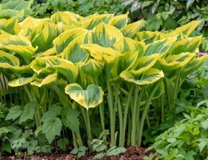 A cluster of Hosta 'Purple and Gold' plants in 6" pots, featuring broad green leaves with yellow edges, grows in a garden bed among other lush foliage.