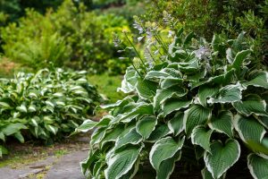 Hosta grandiflora 8" Pot features large green leaves with white edges and pale purple flowers, perfect for adding beauty beside a stone pathway in your lush garden.
