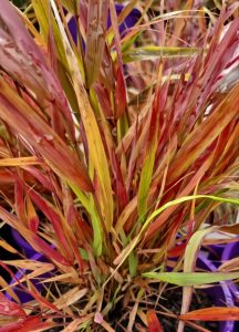 Close-up of Japanese Forest Grass 'Beni-kaze' in a 6" pot, displaying its long, narrow leaves in vibrant red, green, and yellow hues with glistening water droplets.