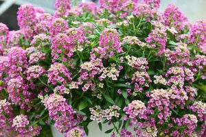 A dense cluster of blooming pink and white alyssum flowers with green leaves, growing in a garden setting.