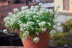 A Lobularia 'Purple' Sweet Alyssum 6" Pot blooms with white and purple flowers outdoors, set against a backdrop of blurred buildings.