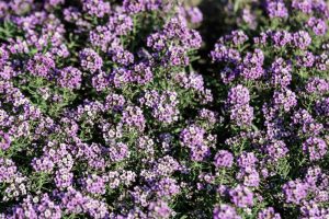 Close-up view of numerous clusters of small, purple flowers growing densely together with green foliage visible among the blooms.