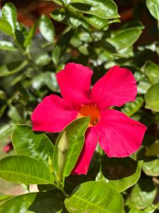 The Mandevilla Tourmaline Fuchsia in a 6" pot features vivid fuchsia blooms with five petals and yellow centers, highlighted by glossy green leaves for a striking display.