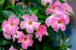 Mandevilla Tourmaline Rose blooms with clusters of pink flowers featuring yellow centers above glossy green leaves, presented in a 6" pot.
