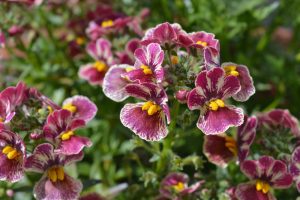 Close-up of vibrant maroon and white flowers with yellow centers, surrounded by green foliage.