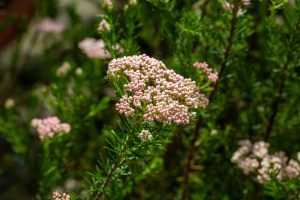 Close-up of a cluster of small, pale pink flowers with rounded buds, surrounded by slender green leaves and blurred greenery in the background.