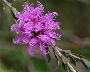Close-up of a vibrant Melaleuca ‘Robin Red-Breast Bush’ in a 6” pot, showing bright purple flowers with long, curled petals and green leaves, set against a blurred green background.