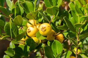 Close-up of yellow guava fruits growing on a branch surrounded by green leaves.