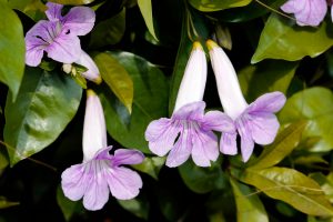 Close-up of Pandorea ‘Springbrook Belle’ flowers—light purple, trumpet-shaped blooms with green leaves—shown in a 6” pot.
