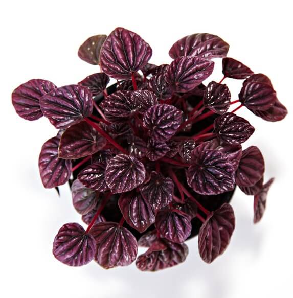 Peperomia 'Ruby Ripple' 6'' Pot, with deep purple, textured heart-shaped leaves and reddish stems, shown from above on a white background.