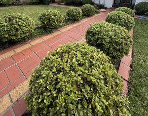 Round green shrubs and Syringa 'Congo' Lilac (Bare Rooted) from our Growers Flash Sale line a red brick path bordered by grass, leading to a house.