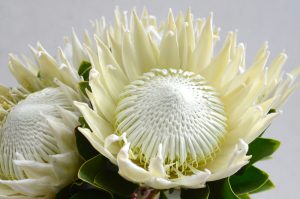 Close-up of Protea ‘So® Exotic’ in a 6" pot, showcasing spiky white petals and a textured central disk among green leaves—an exotic plant ideal for adding striking beauty to your space.