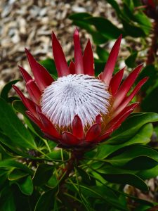 A close-up of the Protea ‘Little prince’ in a 6" pot showcases its red pointed petals, large white center, and green leaves—making it a standout beauty for any garden.