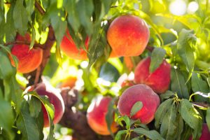 Several ripe peaches hang from a tree branch surrounded by green leaves, with sunlight filtering through the foliage.