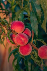 A cluster of ripe Prunus 'Fresno™ Peach' dwarf peaches grows on a tree branch with green leaves, bathed in warm sunlight.