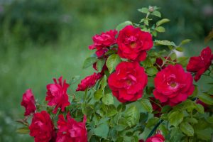 A cluster of vibrant Rose 'Megan Louise' bush blooms with green leaves, set against a blurred green background.