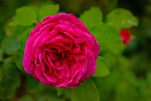A close-up of a vibrant Rose 'Megan Louise' Bush Form in full bloom, showcasing its striking pink petals set against lush green foliage.