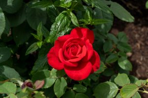 A single Rose 'Megan Louise' bush in full bloom displays vibrant red petals and lush green leaves, creating a striking presence in your garden.