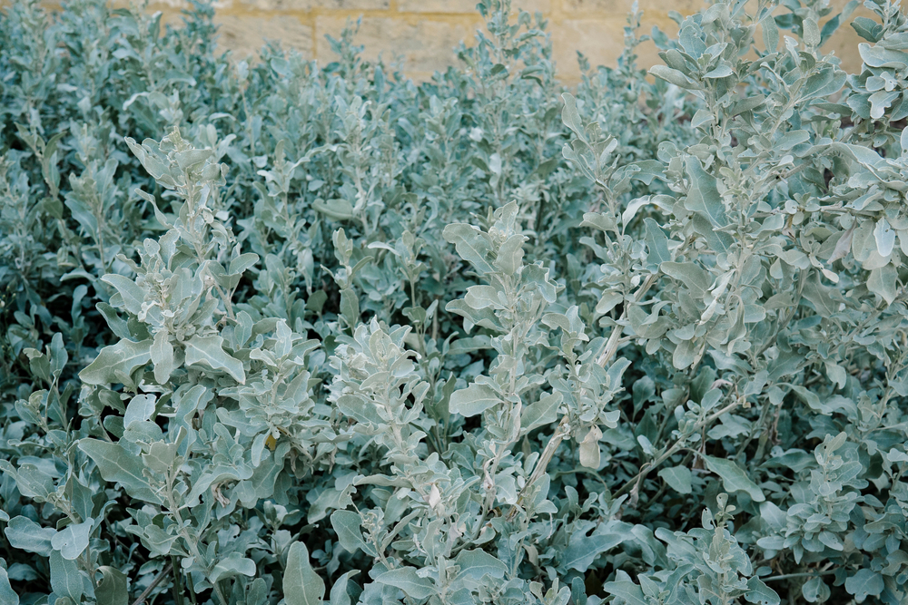 Dense, silvery-green foliage of Rhagodia 'Grey Edge' Saltbush 6" Pot grows closely together, providing lush coverage in front of a stone wall.