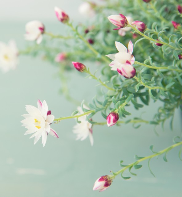 A close-up of Rhodanthe 'Paper Baby' Everlasting Daisy flowers with white and pink blooms, green stems and leaves, displayed in a 6" pot against a soft light green background.