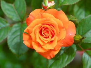 A vibrant orange Rose 'Magic Sunset' Bush Form in full bloom with dewy petals, surrounded by lush green leaves and a rosebud in the background.