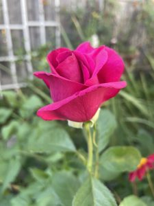 A close-up of a vibrant yellow Rose 'Midas Touch' Bush Form bud with green leaves and a blurred garden background.