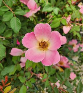 A single Rose 'Double Pink Knockout®' Bush Rose with five pink petals and a yellow center is surrounded by green leaves and more pink blooms in the background.