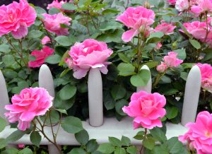 Rose 'Double Pink Knockout®' Bush Rose blooms vividly above a white picket fence, surrounded by lush green foliage.