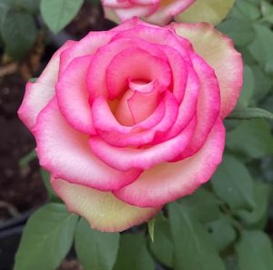 A close-up of a single Rose 'Megan Louise' Bush Form, featuring cream petals edged in pink and surrounded by green leaves.