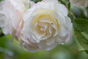 Close-up of a Rose 'Megan Louise' Bush Form in bloom, showcasing white petals with pink speckles, framed by green leaves and a softly blurred background.