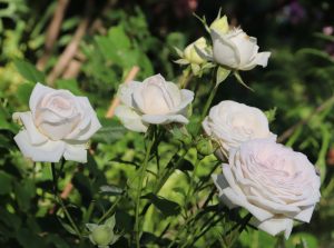Several Rose 'Maggie™' Bush Form blooms, white and fully open, are shown in sunlight among green leaves and stems in a garden.