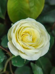 Close-up of a pale yellow Rose 'Maggie™' Bush Form with water droplets on its petals, surrounded by green leaves in the background.