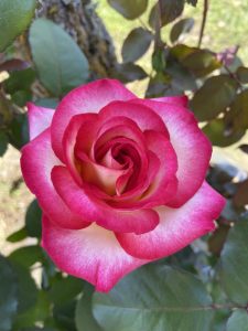 Close-up of a Rose 'Megan Louise' Bush Form in bloom, displaying pink and white petals with green leaves and a tree trunk in the background.