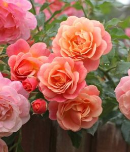 Clusters of peach and pink Rose 'Megan Louise' blooms in full display, set against vibrant green leaves with additional roses and foliage in the background.