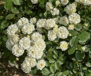 A cluster of Rose 'Megan Louise' Bush Form blooms, surrounded by lush green leaves.